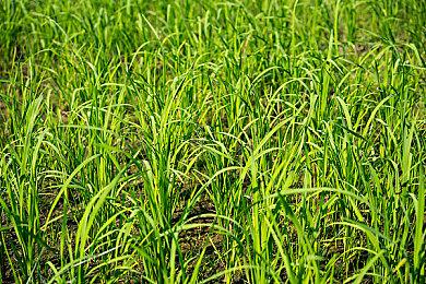 微软认为《上古卷轴6》只是中型游戏 如果Xbox独占很正常