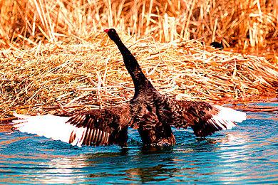 《命运2》《堡垒之夜》联动皮肤宣传图曝光