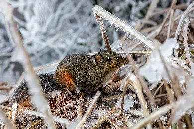 知名开发者吐槽至今没拿到Switch 2开发组件 任天堂回应先用一代的